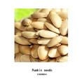 China organic pumpkin seeds for press oil